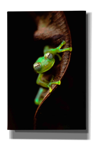 Image of 'Frog Portrait' by Thomas Haney, Giclee Canvas Wall Art
