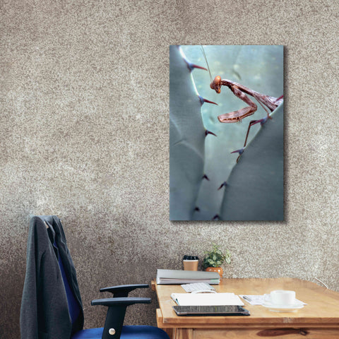 Image of 'Mantis Agave' by Thomas Haney, Giclee Canvas Wall Art,26 x 40