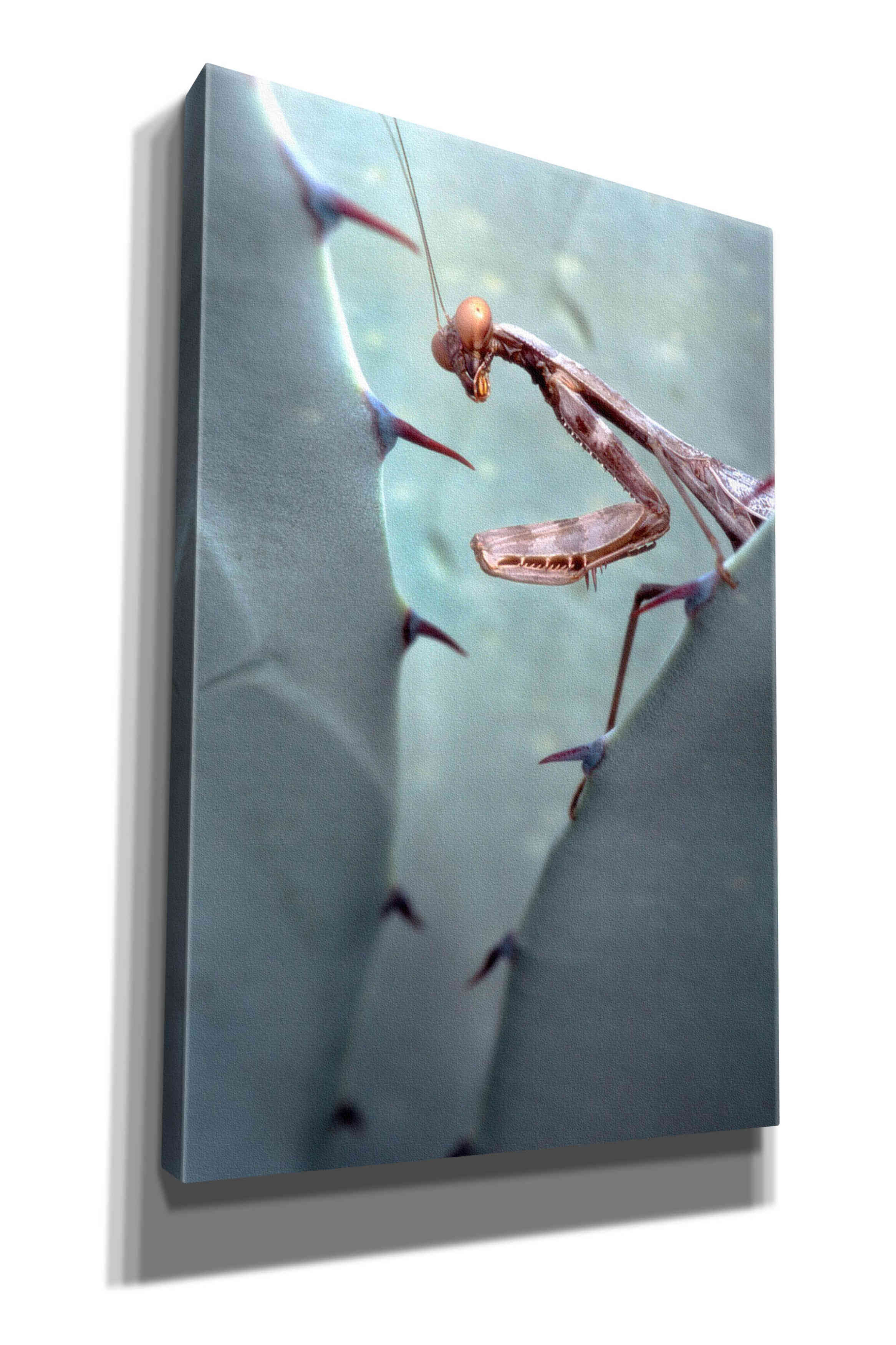 'Mantis Agave' by Thomas Haney, Giclee Canvas Wall Art