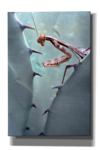Image of 'Mantis Agave' by Thomas Haney, Giclee Canvas Wall Art