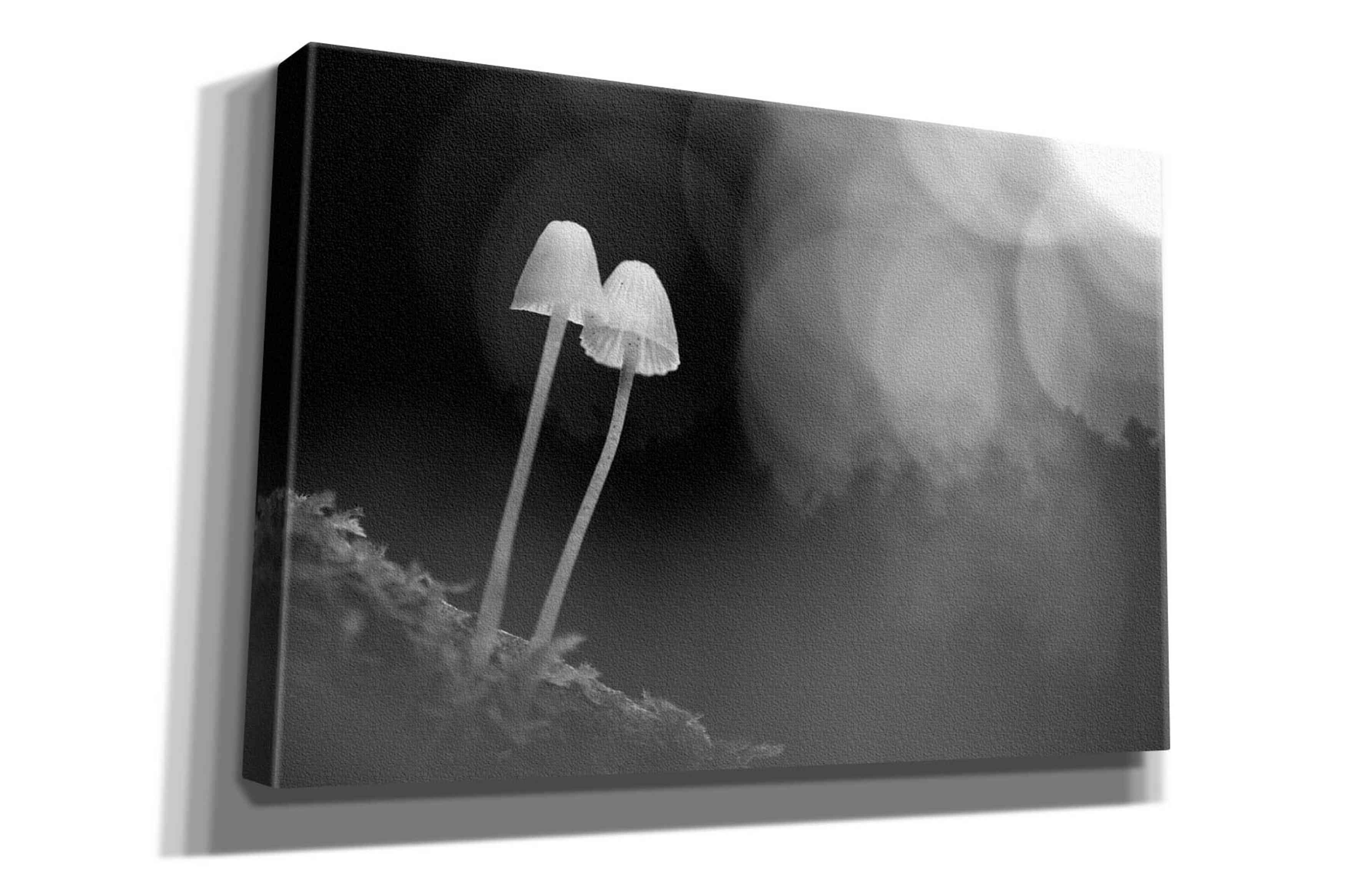 'Mushroom Tiny' by Thomas Haney, Giclee Canvas Wall Art