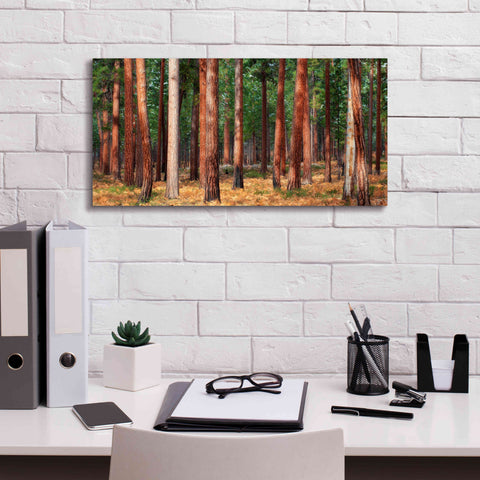 Image of 'Ponderosa Trunks' by Thomas Haney, Giclee Canvas Wall Art,24 x 12