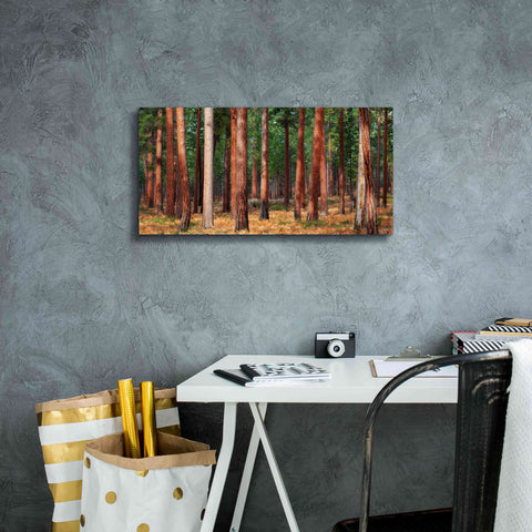 Image of 'Ponderosa Trunks' by Thomas Haney, Giclee Canvas Wall Art,24 x 12