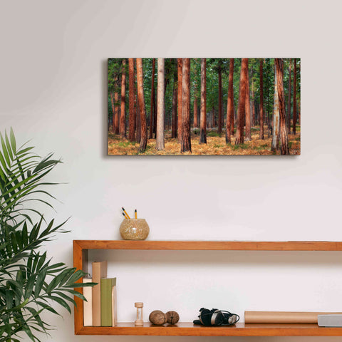 Image of 'Ponderosa Trunks' by Thomas Haney, Giclee Canvas Wall Art,24 x 12