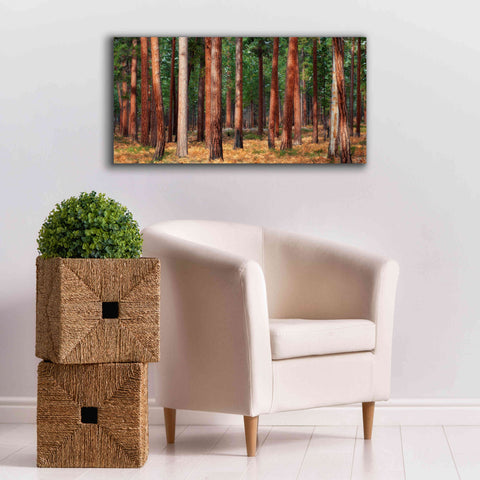 Image of 'Ponderosa Trunks' by Thomas Haney, Giclee Canvas Wall Art,40 x 20