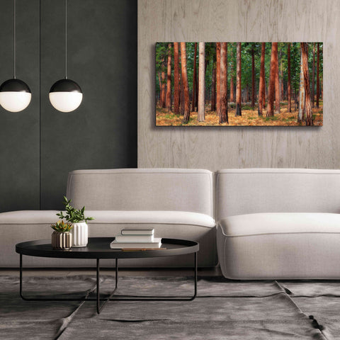 Image of 'Ponderosa Trunks' by Thomas Haney, Giclee Canvas Wall Art,60 x 30
