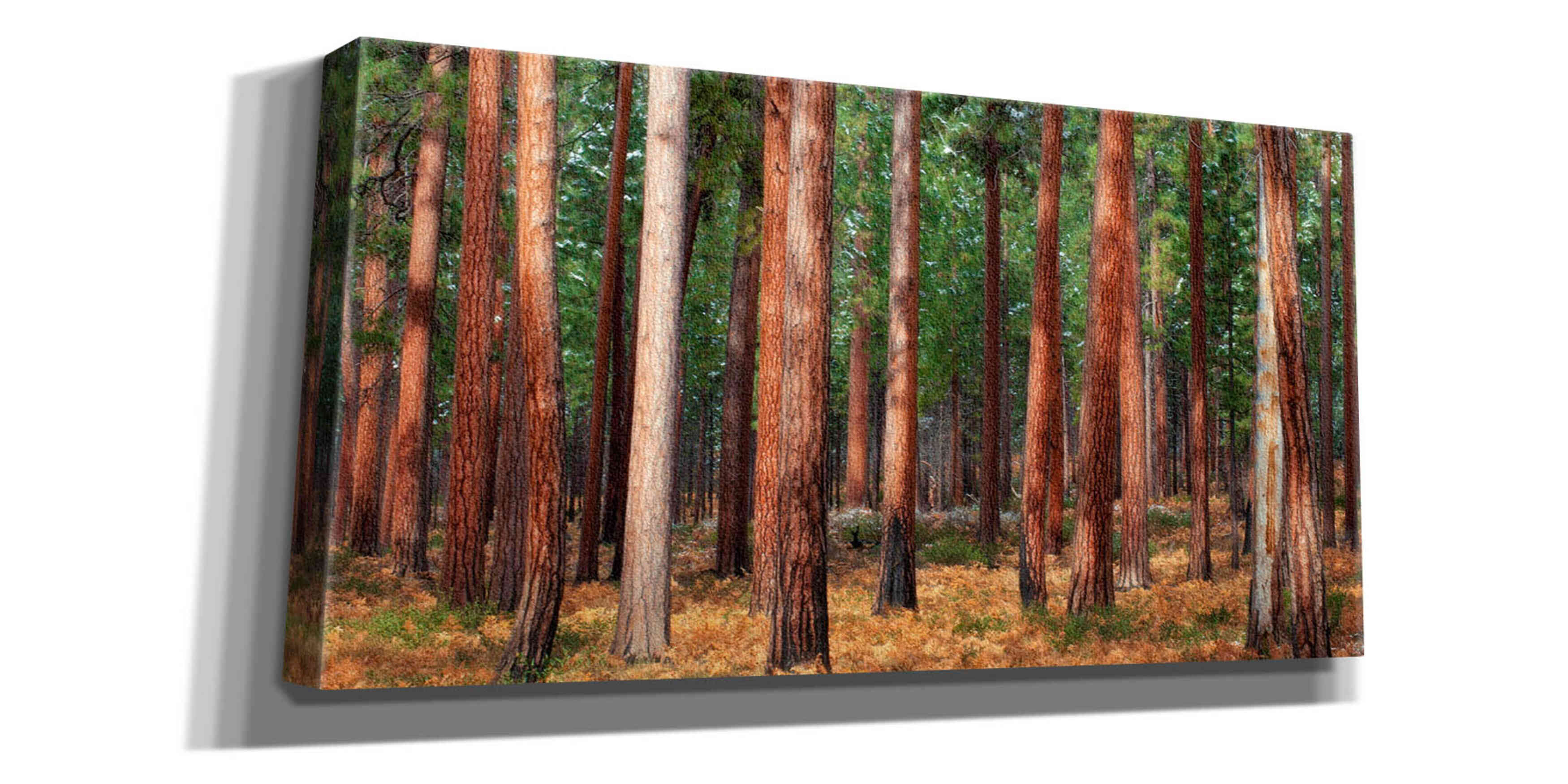 'Ponderosa Trunks' by Thomas Haney, Giclee Canvas Wall Art
