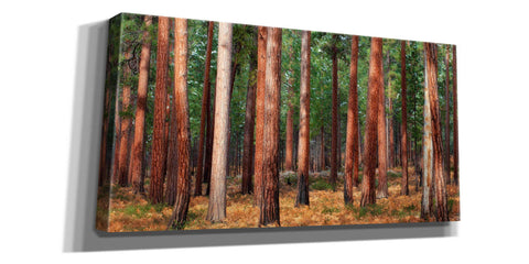 Image of 'Ponderosa Trunks' by Thomas Haney, Giclee Canvas Wall Art