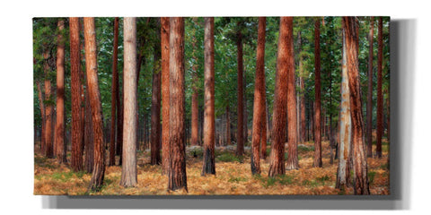 Image of 'Ponderosa Trunks' by Thomas Haney, Giclee Canvas Wall Art