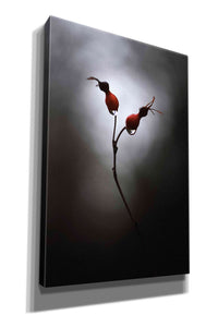 'Rose Hips' by Thomas Haney, Giclee Canvas Wall Art
