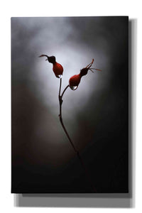 'Rose Hips' by Thomas Haney, Giclee Canvas Wall Art