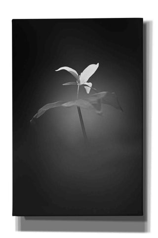 Image of 'Trillium Pastel 1 B&W' by Thomas Haney, Giclee Canvas Wall Art