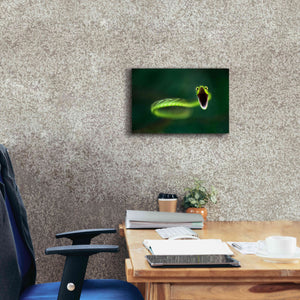 'Vine Snake' by Thomas Haney, Giclee Canvas Wall Art,18 x 12