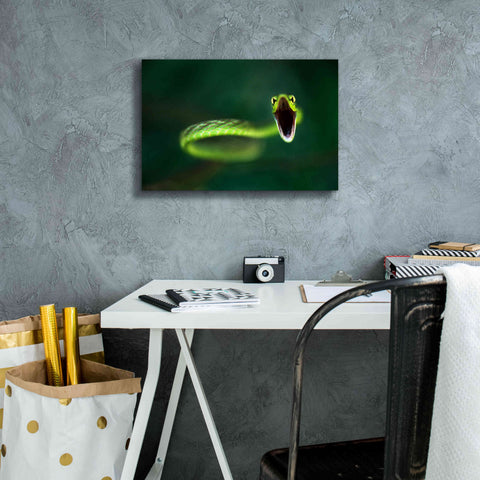 Image of 'Vine Snake' by Thomas Haney, Giclee Canvas Wall Art,18 x 12