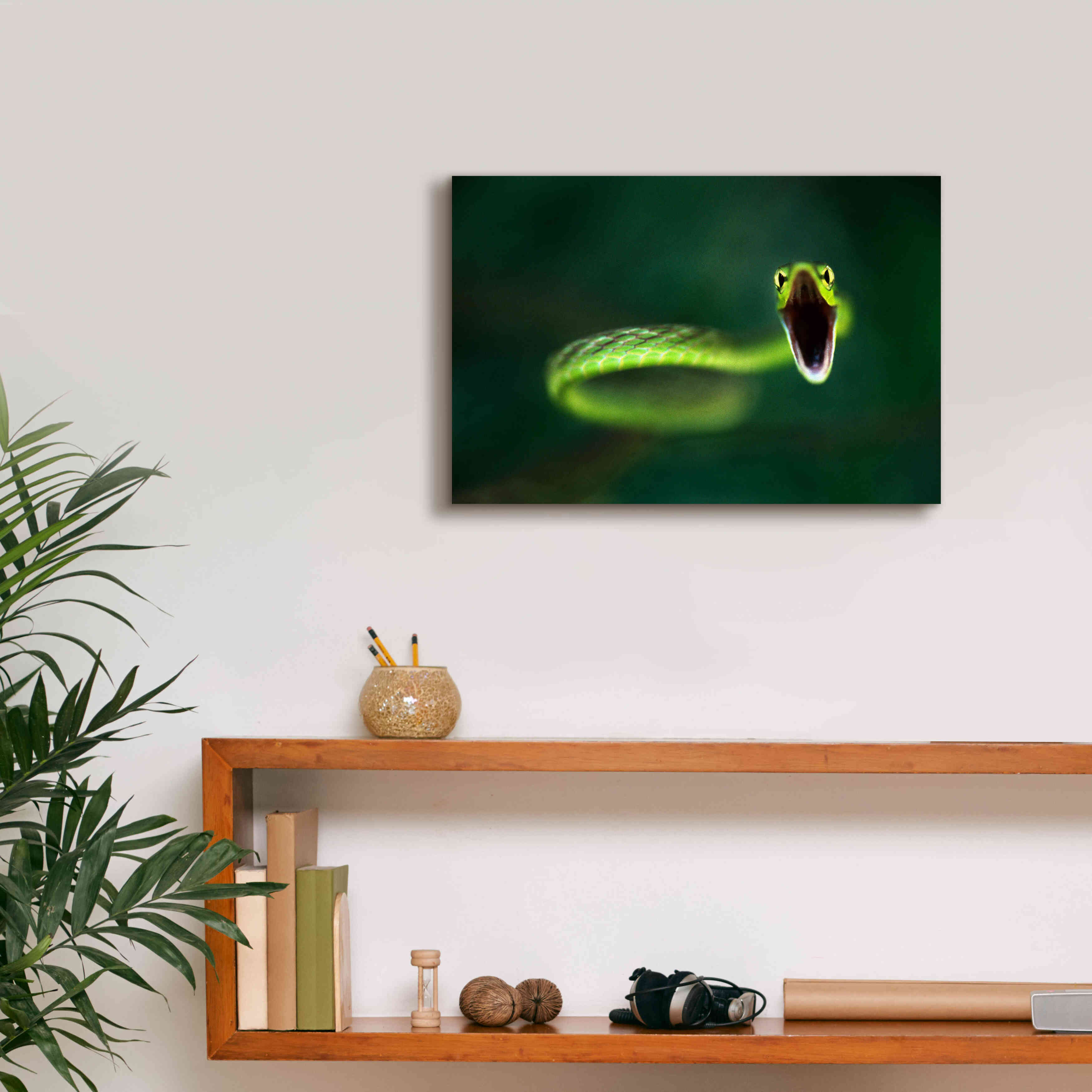 'Vine Snake' by Thomas Haney, Giclee Canvas Wall Art,18 x 12