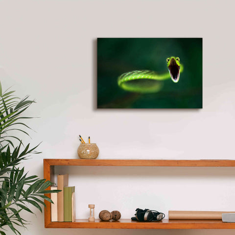 Image of 'Vine Snake' by Thomas Haney, Giclee Canvas Wall Art,18 x 12