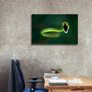 'Vine Snake' by Thomas Haney, Giclee Canvas Wall Art,40 x 26