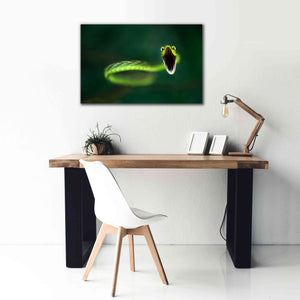 'Vine Snake' by Thomas Haney, Giclee Canvas Wall Art,40 x 26