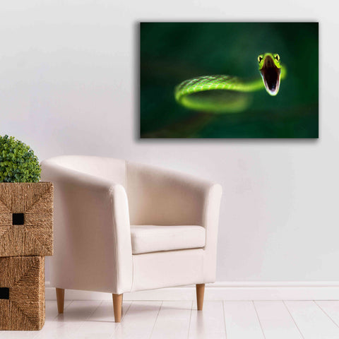Image of 'Vine Snake' by Thomas Haney, Giclee Canvas Wall Art,40 x 26