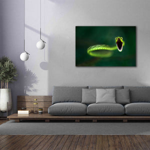 'Vine Snake' by Thomas Haney, Giclee Canvas Wall Art,60 x 40
