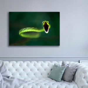 'Vine Snake' by Thomas Haney, Giclee Canvas Wall Art,60 x 40
