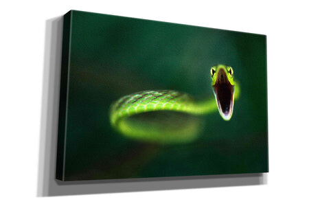 'Vine Snake' by Thomas Haney, Giclee Canvas Wall Art