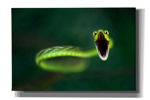 Image of 'Vine Snake' by Thomas Haney, Giclee Canvas Wall Art