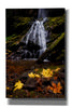 'Waterfall Maple Leaves' by Thomas Haney, Giclee Canvas Wall Art