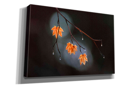 'Wet Fall' by Thomas Haney, Giclee Canvas Wall Art