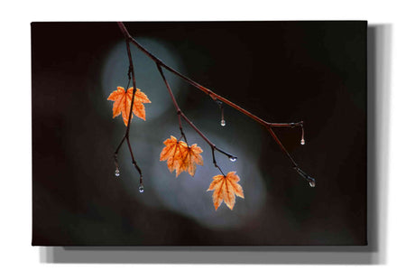 'Wet Fall' by Thomas Haney, Giclee Canvas Wall Art
