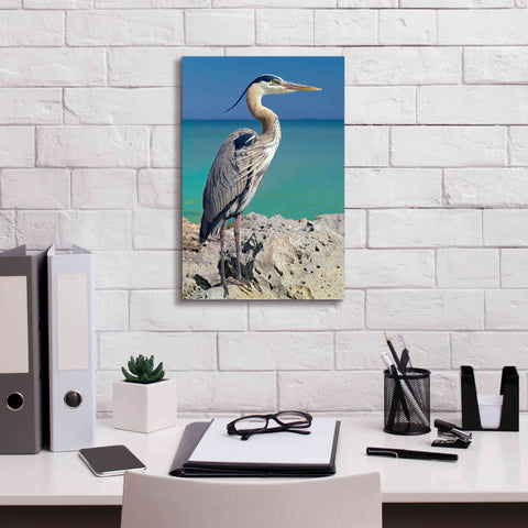 Image of 'Blue Heron' by Mike Jones, Giclee Canvas Wall Art,12 x 18