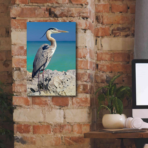 Image of 'Blue Heron' by Mike Jones, Giclee Canvas Wall Art,12 x 18