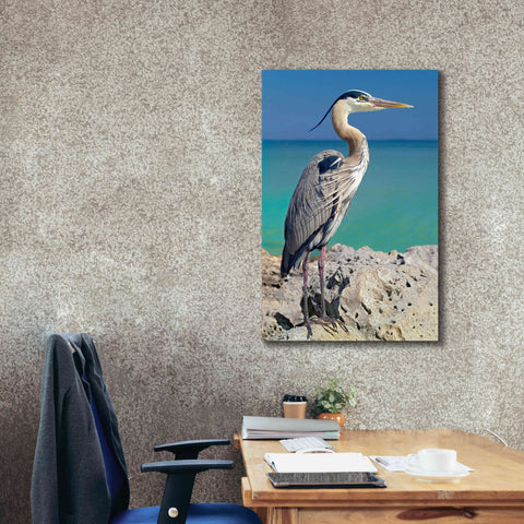 Image of 'Blue Heron' by Mike Jones, Giclee Canvas Wall Art,26 x 40