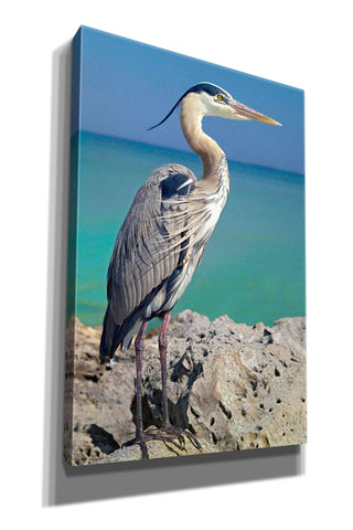 Image of 'Blue Heron' by Mike Jones, Giclee Canvas Wall Art
