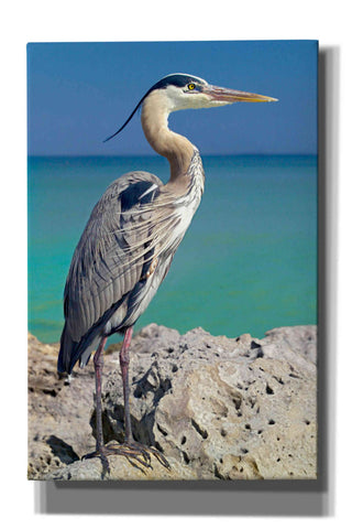 Image of 'Blue Heron' by Mike Jones, Giclee Canvas Wall Art