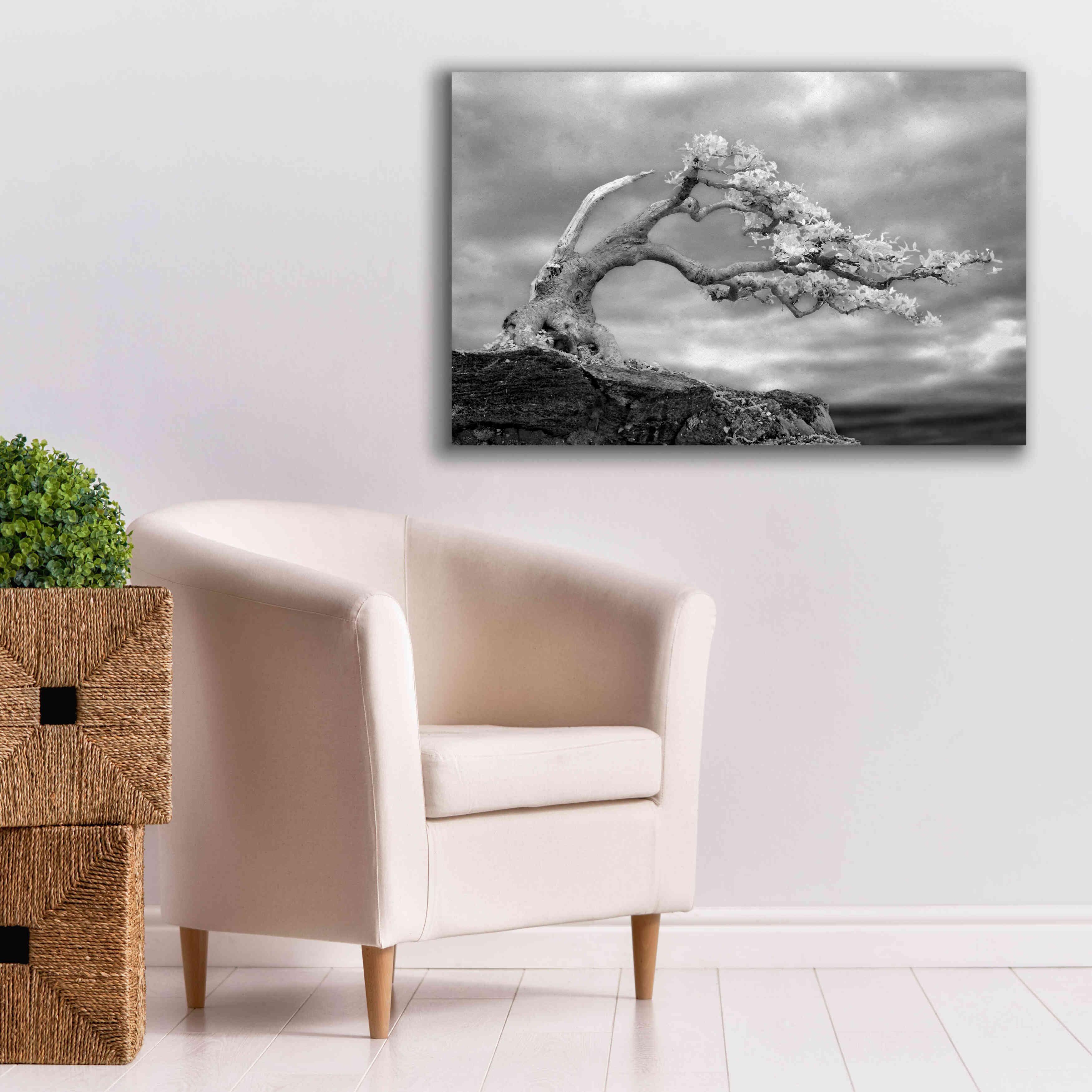 'Bonzai' by Mike Jones, Giclee Canvas Wall Art,40 x 26