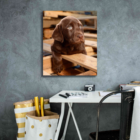 Image of 'Bryce Puppy' by Mike Jones, Giclee Canvas Wall Art,20 x 24