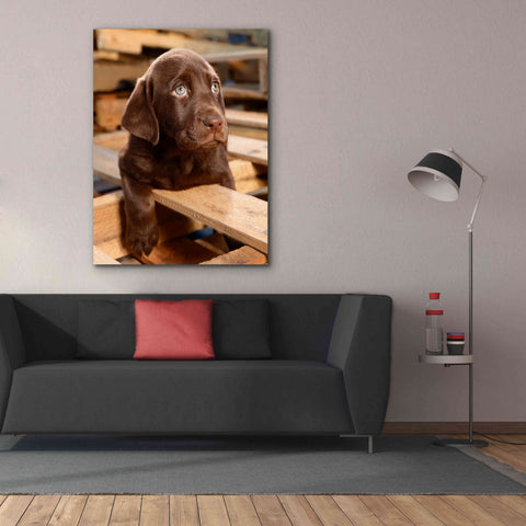 Image of 'Bryce Puppy' by Mike Jones, Giclee Canvas Wall Art,40 x 54