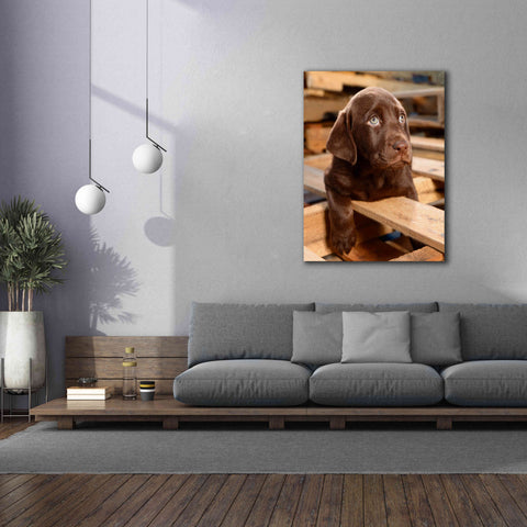 Image of 'Bryce Puppy' by Mike Jones, Giclee Canvas Wall Art,40 x 54