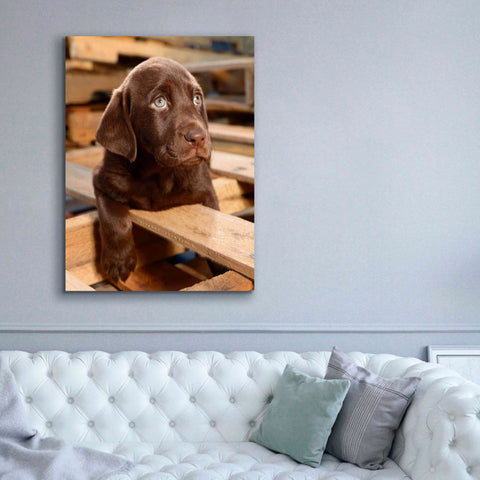 Image of 'Bryce Puppy' by Mike Jones, Giclee Canvas Wall Art,40 x 54