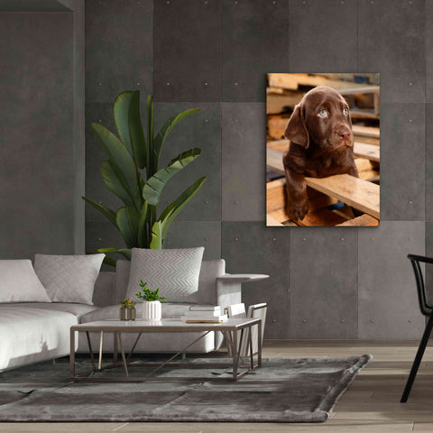 Image of 'Bryce Puppy' by Mike Jones, Giclee Canvas Wall Art,40 x 54