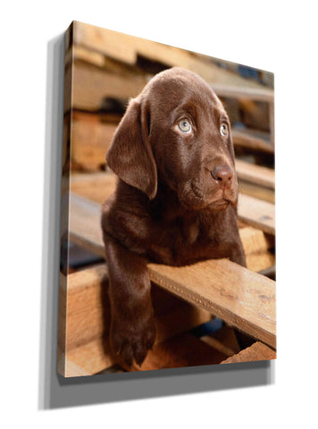 Image of 'Bryce Puppy' by Mike Jones, Giclee Canvas Wall Art