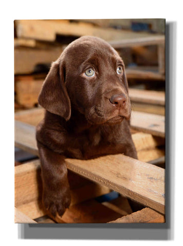 Image of 'Bryce Puppy' by Mike Jones, Giclee Canvas Wall Art