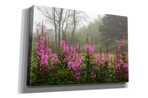 Image of 'Campobello Lupine' by Mike Jones, Giclee Canvas Wall Art