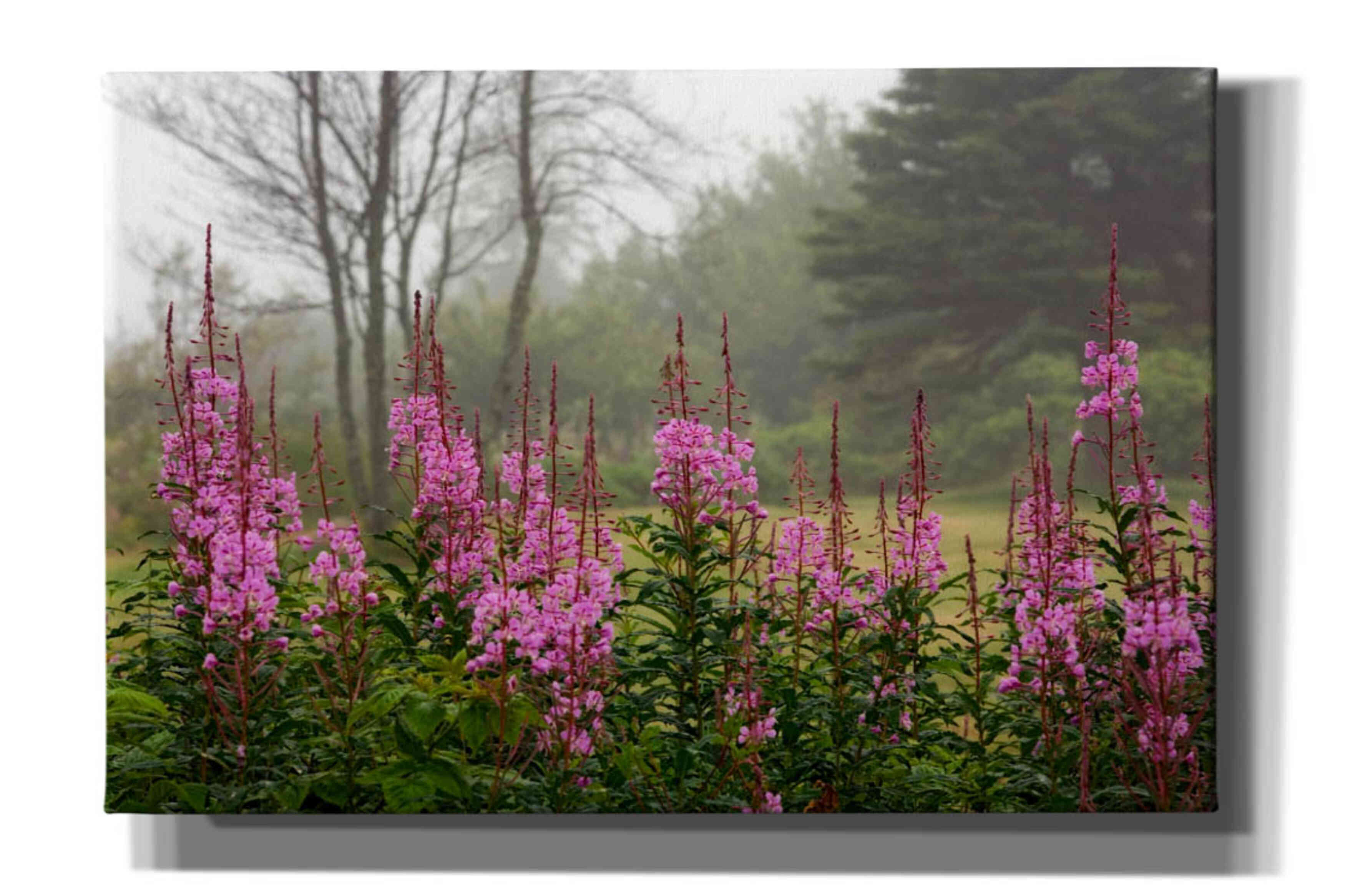 'Campobello Lupine' by Mike Jones, Giclee Canvas Wall Art
