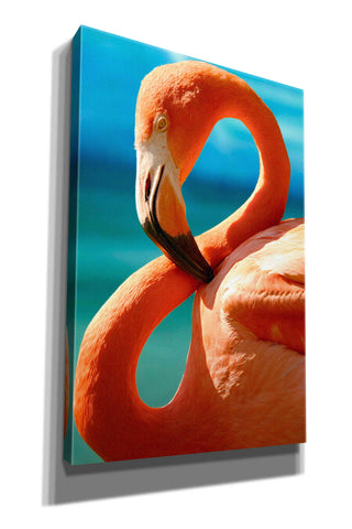 Image of 'Flamingo' by Mike Jones, Giclee Canvas Wall Art