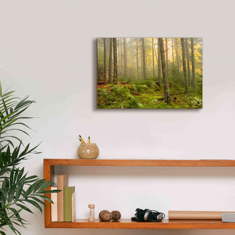 Image of 'Foggy Fire Woods' by Mike Jones, Giclee Canvas Wall Art,18 x 12