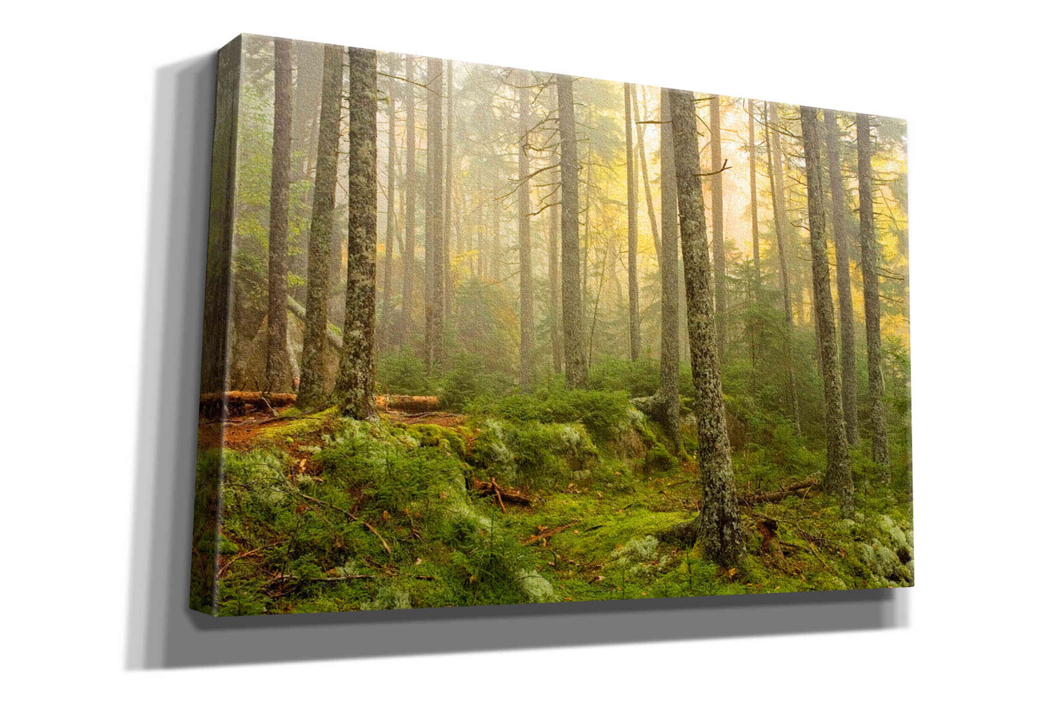 'Foggy Fire Woods' by Mike Jones, Giclee Canvas Wall Art