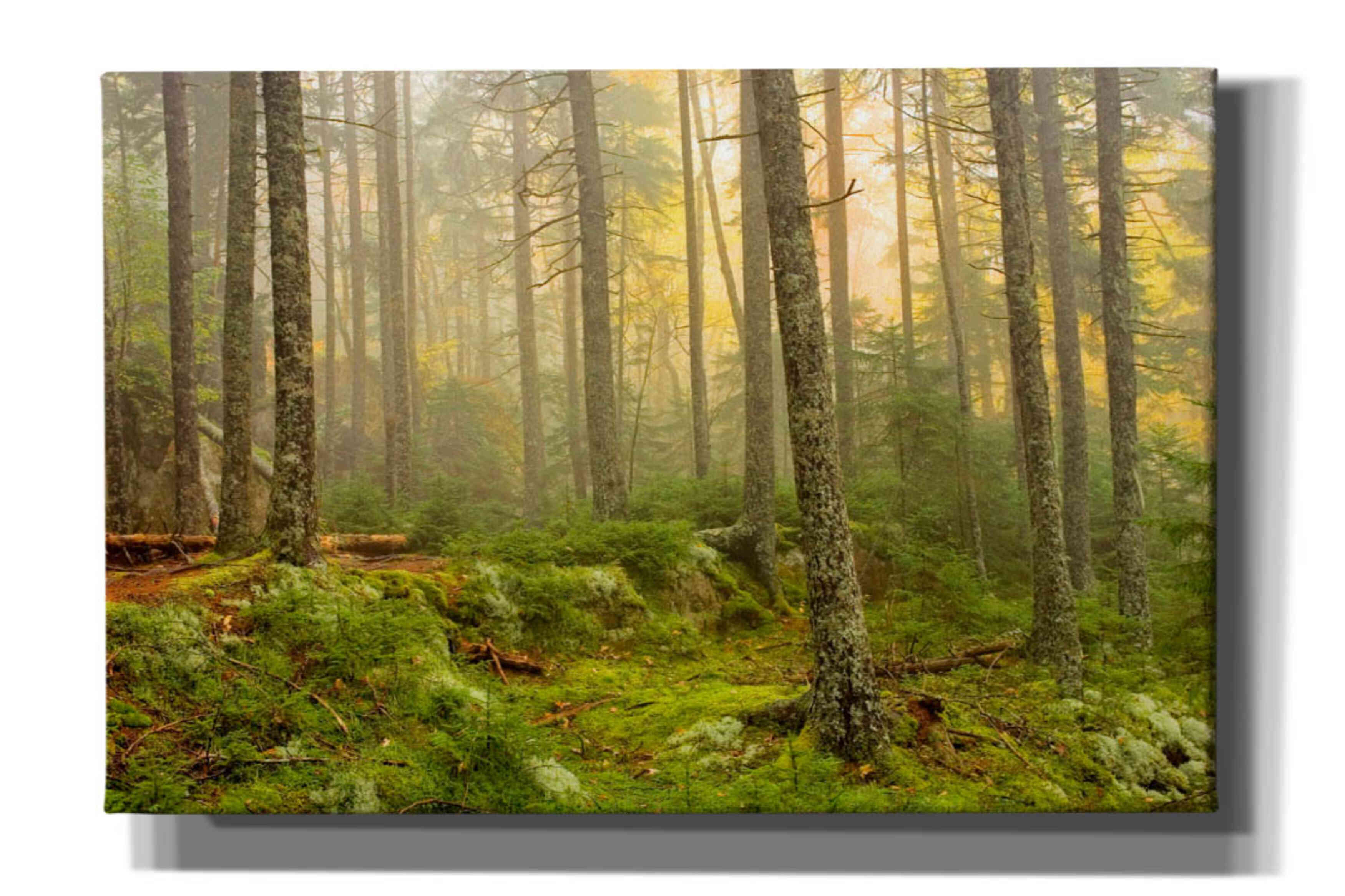 'Foggy Fire Woods' by Mike Jones, Giclee Canvas Wall Art