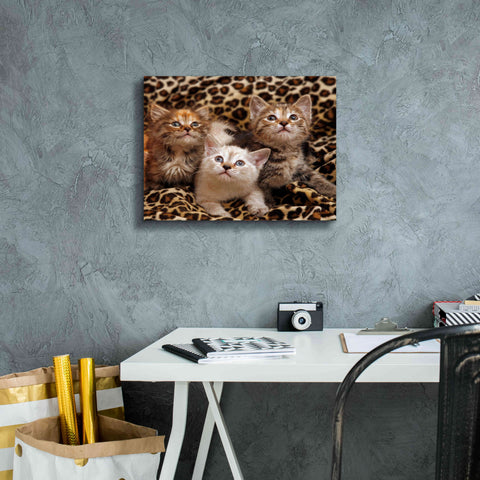 Image of 'Kittens' by Mike Jones, Giclee Canvas Wall Art,16 x 12